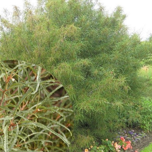Frangula alnus 'Asplenifolia' - Harilik paakspuu 'Asplenifolia' C3/3L